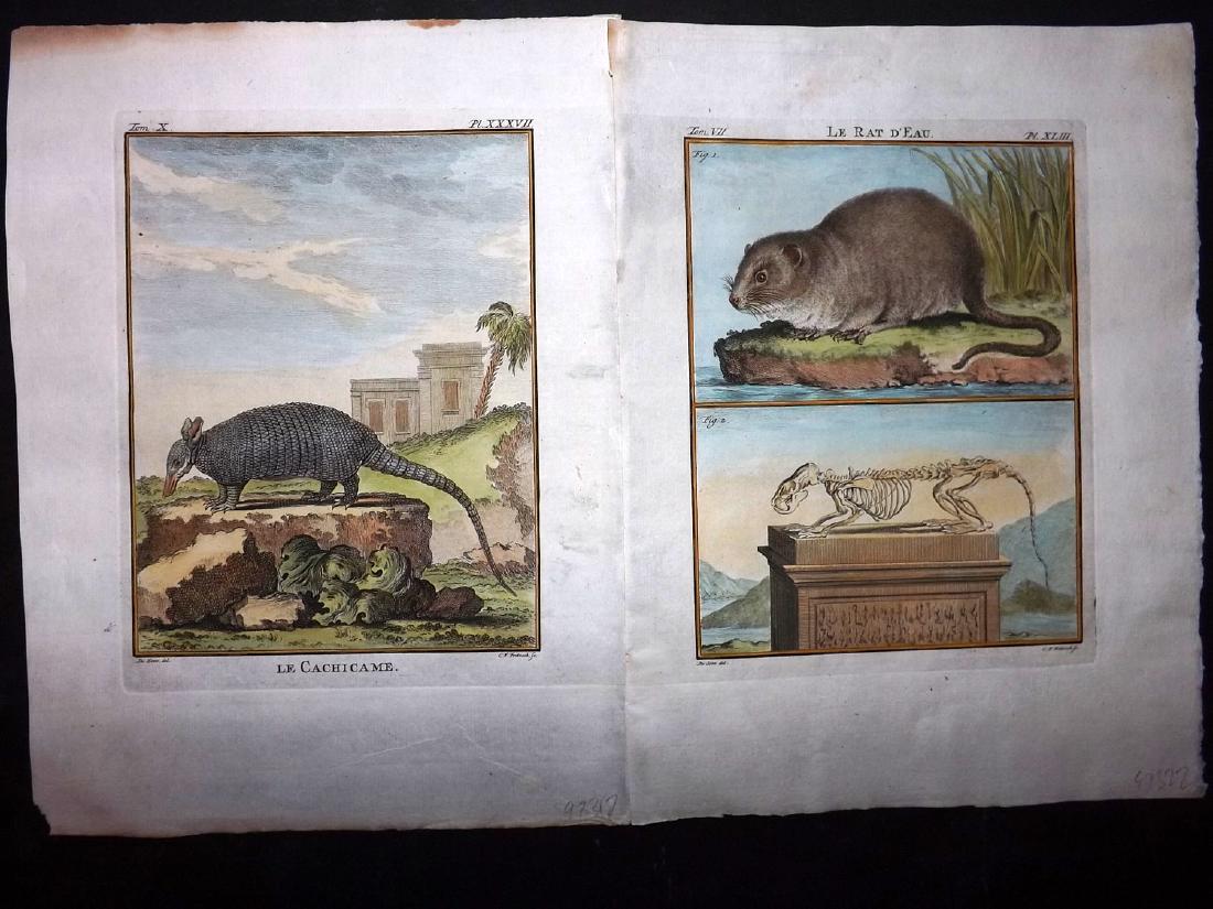 Buffon, Comte de C1770 Pair of HC First Edition Prints (1 of 1)