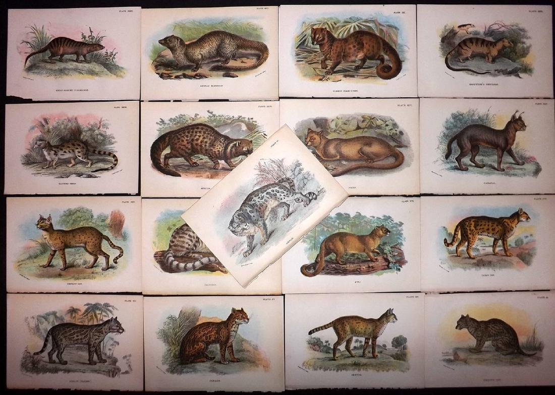 Lloyds's 1897 Lot of 13 Antique Prints. Big Cats etc (1 of 2)