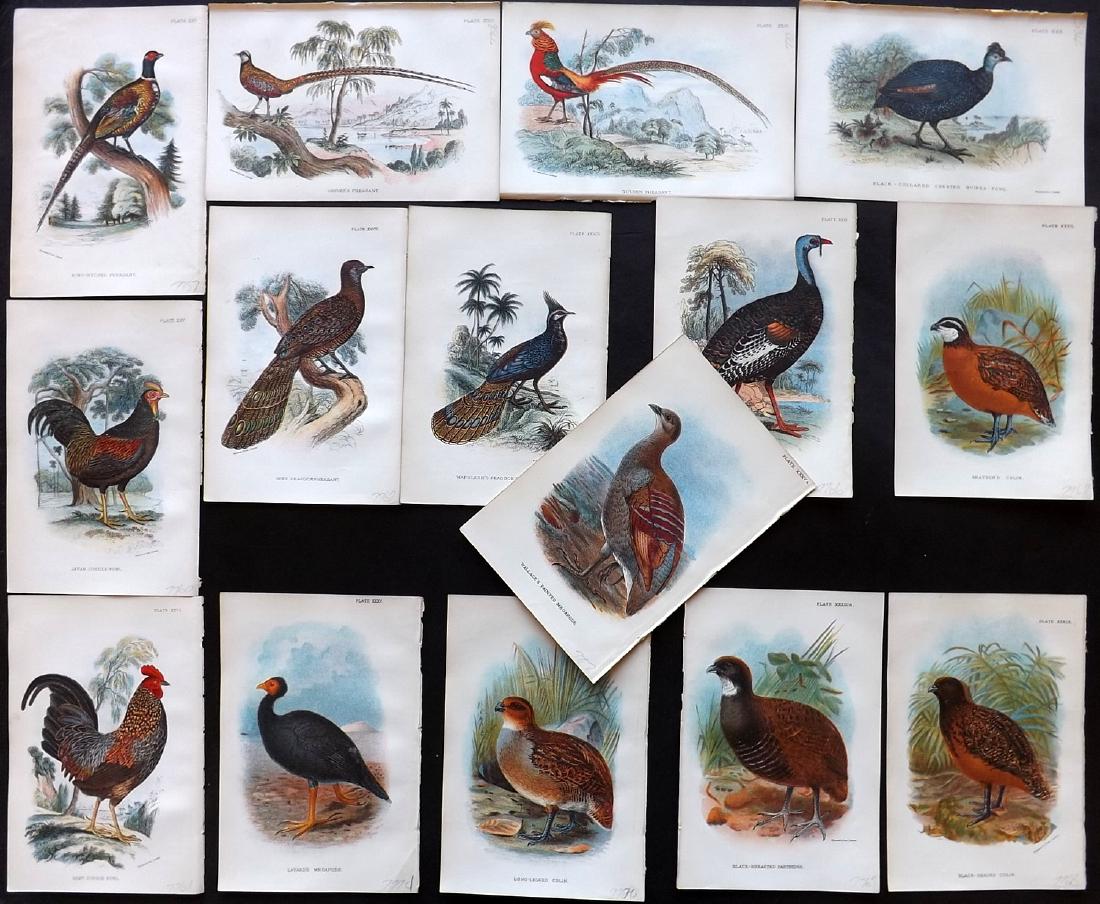Lloyds's 1897 Lot of 15 Antique Bird Prints. Game Birds (1 of 2)