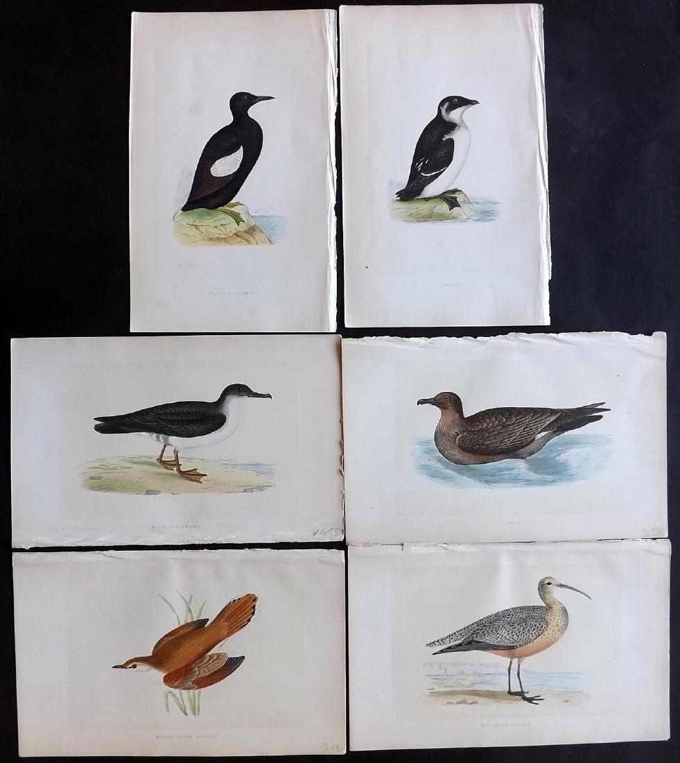 Morris, Francis 1867 Lot of 6 Hand Colored Bird Prints (1 of 2)