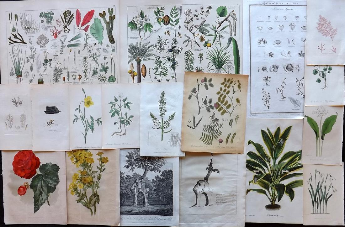 Botanical Prints 18th-19th Century Lot of 18: Lot of 18 Engravings and Lithos. Examples by Amateur Gardening, Cox's Medical Botany, John Evelyn's - Silva, Royal Cyclopaedia, Sowerby Seaweeds, Thomas Green, Hogg & Johnson, L'Illustration Horticole