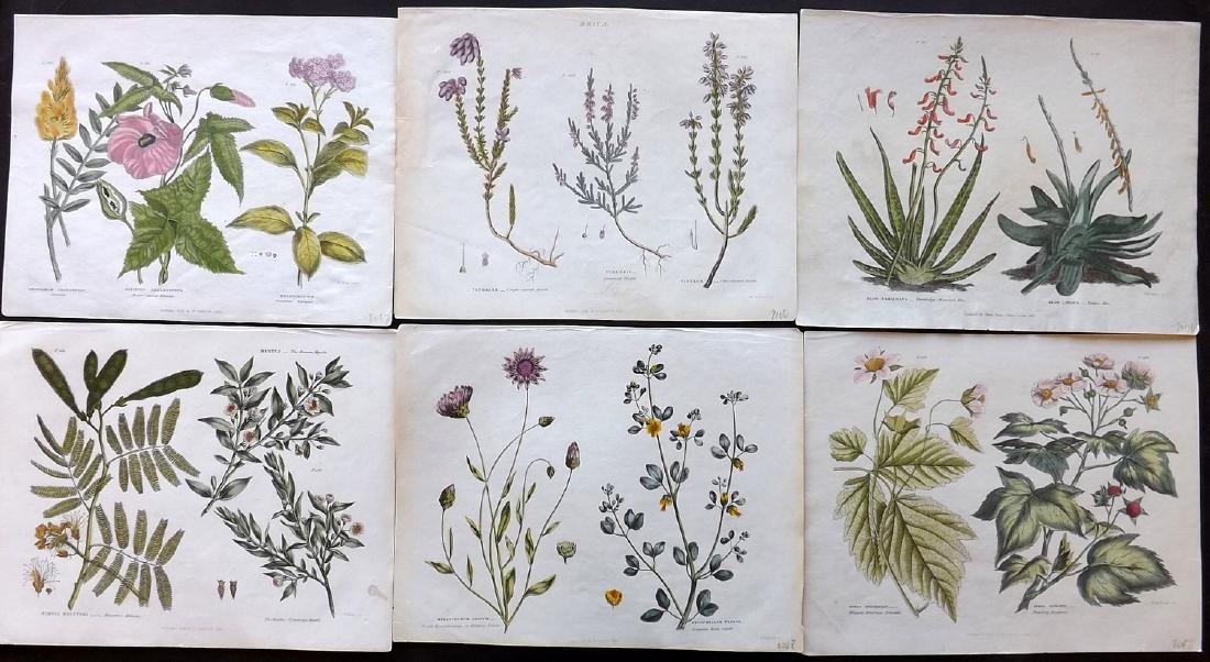 Green, Thomas 1834 Lot of 6 Hand Col Botanical Prints (1 of 2)