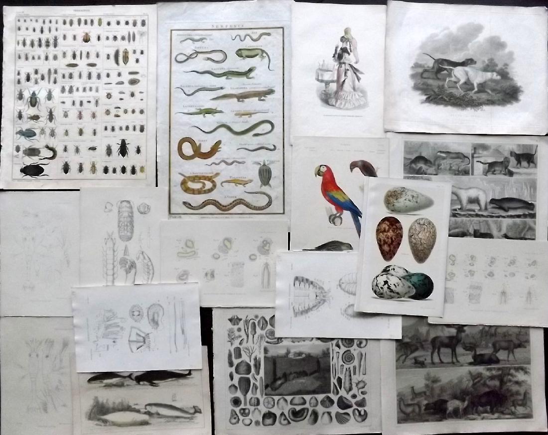 Natural History C1790-1890 Lot of 17 Prints (1 of 3)