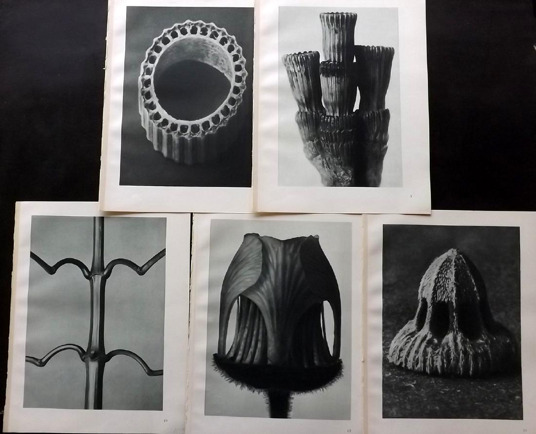 Blossfeldt, Karl 1929 Lot of 5 Botanical Prints (1 of 2)