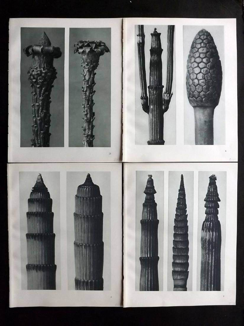 Blossfeldt, Karl 1929 Lot of 4 Botanical Prints: Vintage Photogravures Published 1929, London for "Art Forms in Nature" First English Edition by Karl Blossfeldt. Printed in Germany. Reverse side blank. Paper Size: 12.5 x 9.5 inch (32 x 24cm) Excelle
