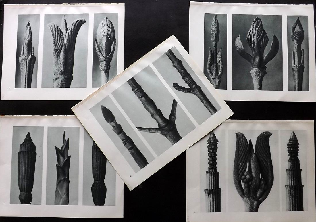 Blossfeldt, Karl 1929 Lot of 5 Botanical Prints (1 of 2)