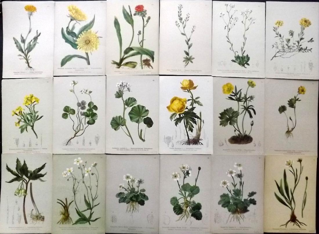 Hartinger, Anton 1884 Lot of 18 Botanical Prints: Chromolithographs Published 1881-84, Vienna for "Atlas der Alpenflora" by Anton Hartinger. Paper Size: 7.5 x 5 inch (19 x 13cm) Good Condition