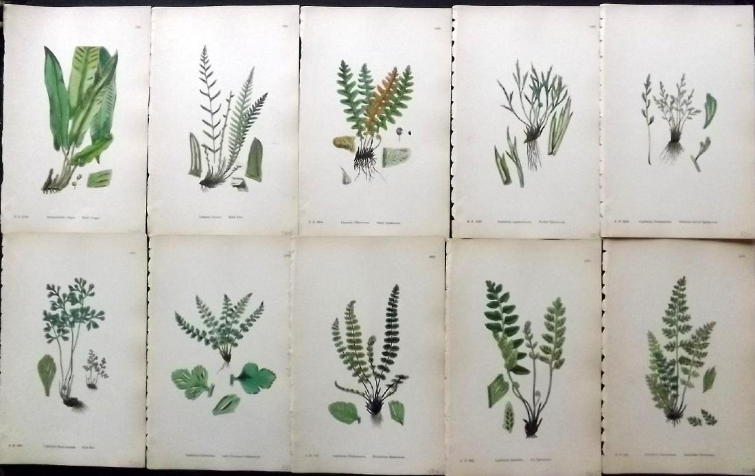 Sowerby, James 1883 Lot of 10 Hand Col Fern Prints (1 of 2)