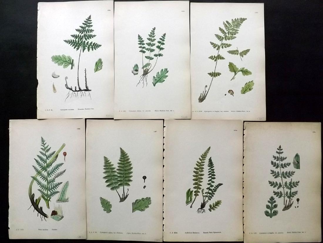 Sowerby, James 1883 Lot of 7 Hand Col Fern Prints (1 of 2)