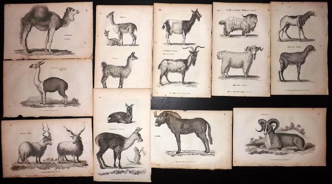 Shaw, George C1800 Lot of 10 Prints. Goats, Sheep Camel: Copper Plate Published 1800-26 by G.Kearsley, London for "General Zoology or Systematic Natural History" by George Shaw. Paper Size: 9.5 x 6.5 inch (24 x 16.5cm) Some toning in parts