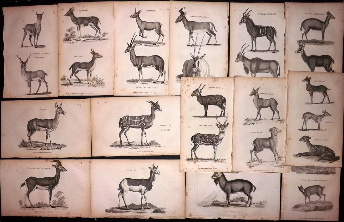 Shaw, George C1800 Lot of 15 Prints. Deer, Antelope (1 of 2)