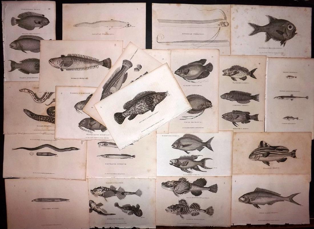 Shaw, George C1800 Lot of 21 Prints. Fish (1 of 2)
