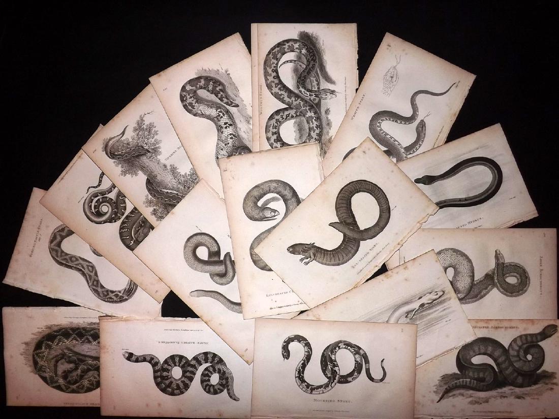 Shaw, George C1800 Lot of 23 Prints. Snakes (1 of 3)