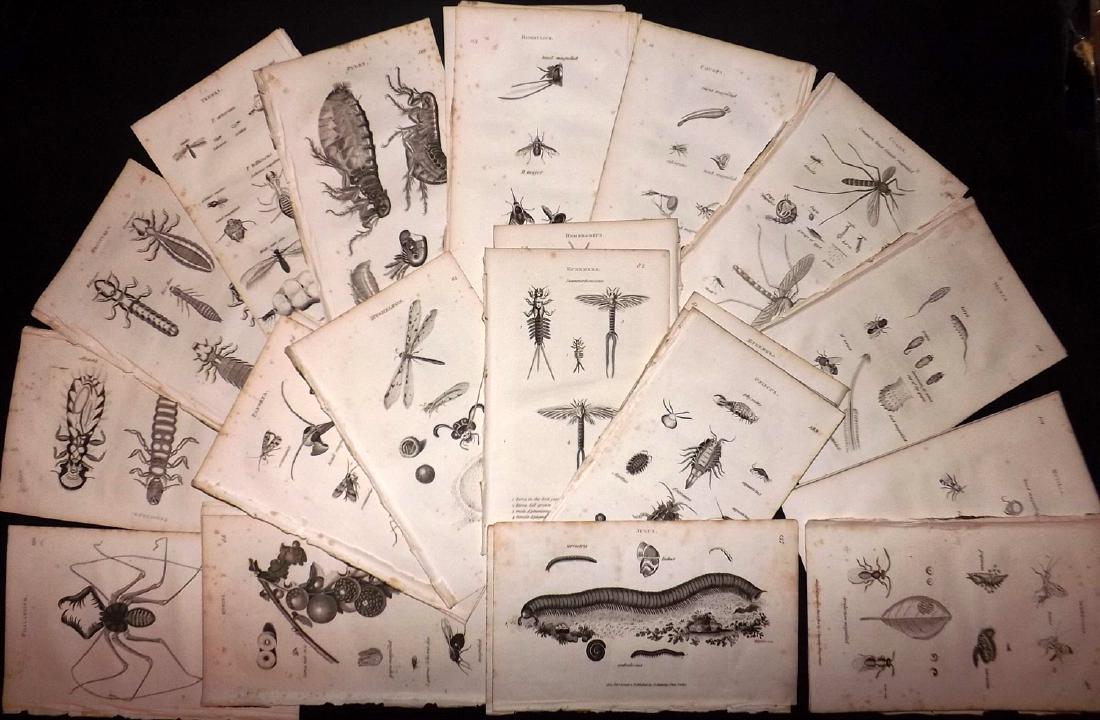Shaw, George C1800 Lot of 31 Prints. Insects: Copper Plate Published 1800-26 by G.Kearsley, London for "General Zoology or Systematic Natural History" by George Shaw. Paper Size: 9.5 x 6.5 inch (24 x 16.5cm) Some toning in parts