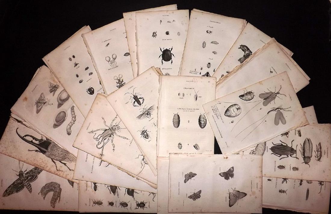 Shaw, George C1800 Lot of 37 Prints. Insects: Copper Plate Published 1800-26 by G.Kearsley, London for "General Zoology or Systematic Natural History" by George Shaw. Paper Size: 9.5 x 6.5 inch (24 x 16.5cm) Some toning in parts