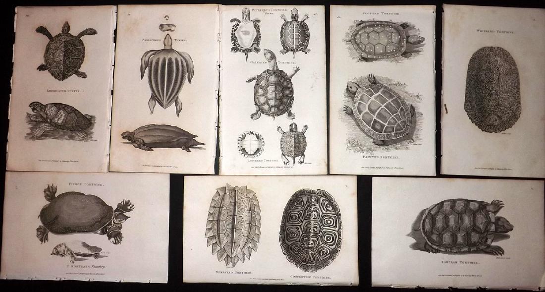 Shaw, George C1800 Lot of 8 Prints. Turtles, Tortoise (1 of 2)