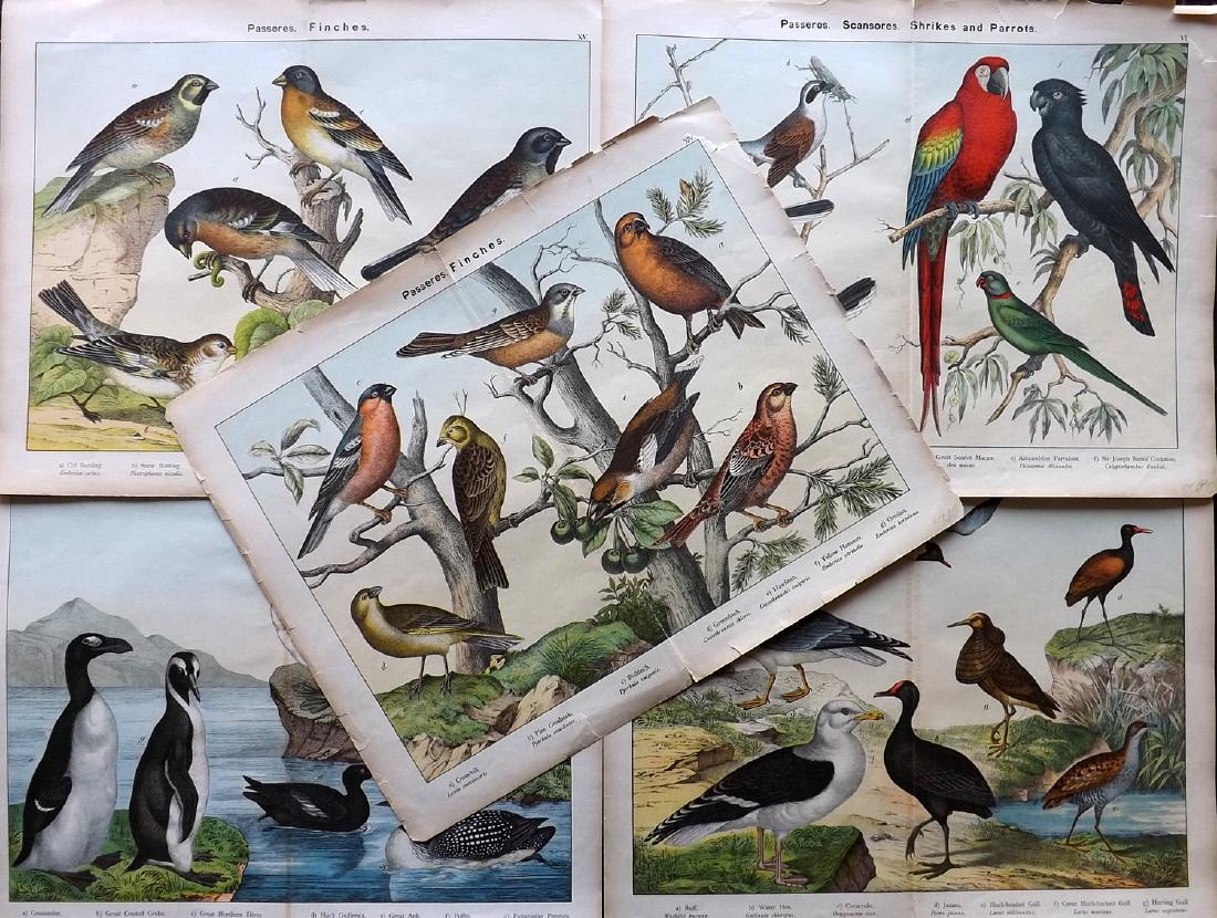Schubert, Heinrich von 1889 Lot of 5 Large Bird Prints (1 of 2)