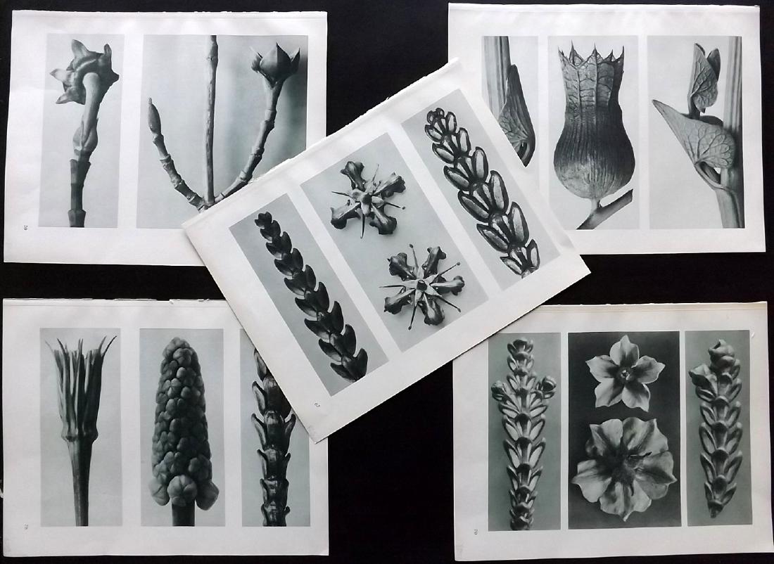 Blossfeldt, Karl 1929 Lot of 5 Botanical Prints (1 of 2)