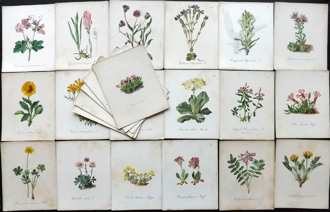Seboth & Graf 1879 Lot of 23 Botanical Prints: Chromolithographs Published 1879, Prague for "Die Alpenpflanzen nach der Natur gemalt" by Joseph Seboth & Ferdinand Graf. Paper Size: 6.5 x 5.5 inch (16.5 x 14cm) Some toning and spotting in parts