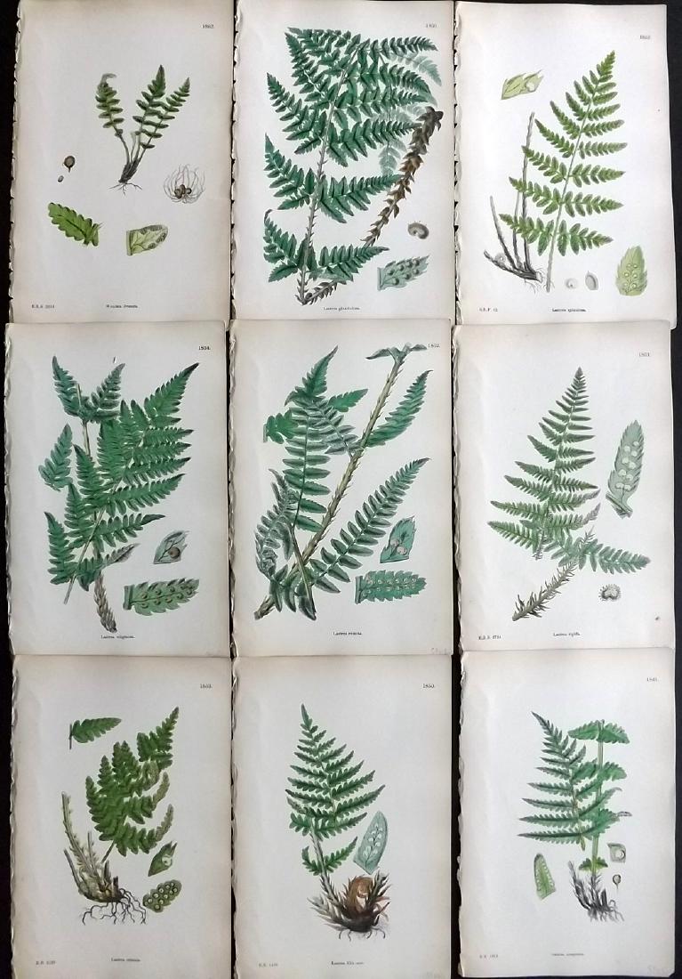 Sowerby, James 1883 Lot of 9 Hand Col Fern Prints (1 of 2)