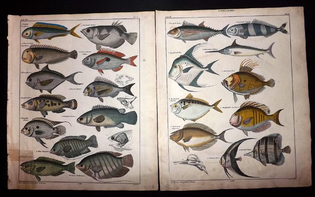 Oken, Lorenz 1843 Pair of Hand Col Fish Prints (1 of 2)
