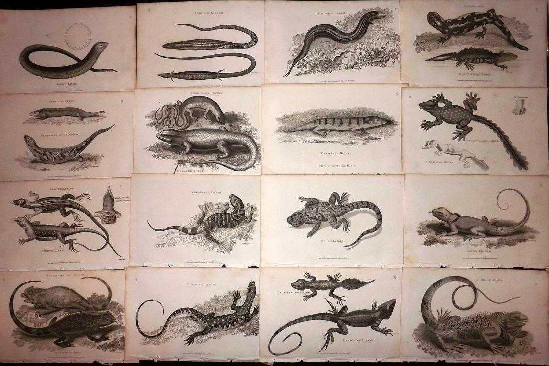 Shaw, George C1800 Lot of 16 Prints. Lizards: Copper Plate Published 1800-26 by G.Kearsley, London for "General Zoology or Systematic Natural History" by George Shaw. Paper Size: 9.5 x 6.5 inch (24 x 16.5cm) Very minor background toning in parts.