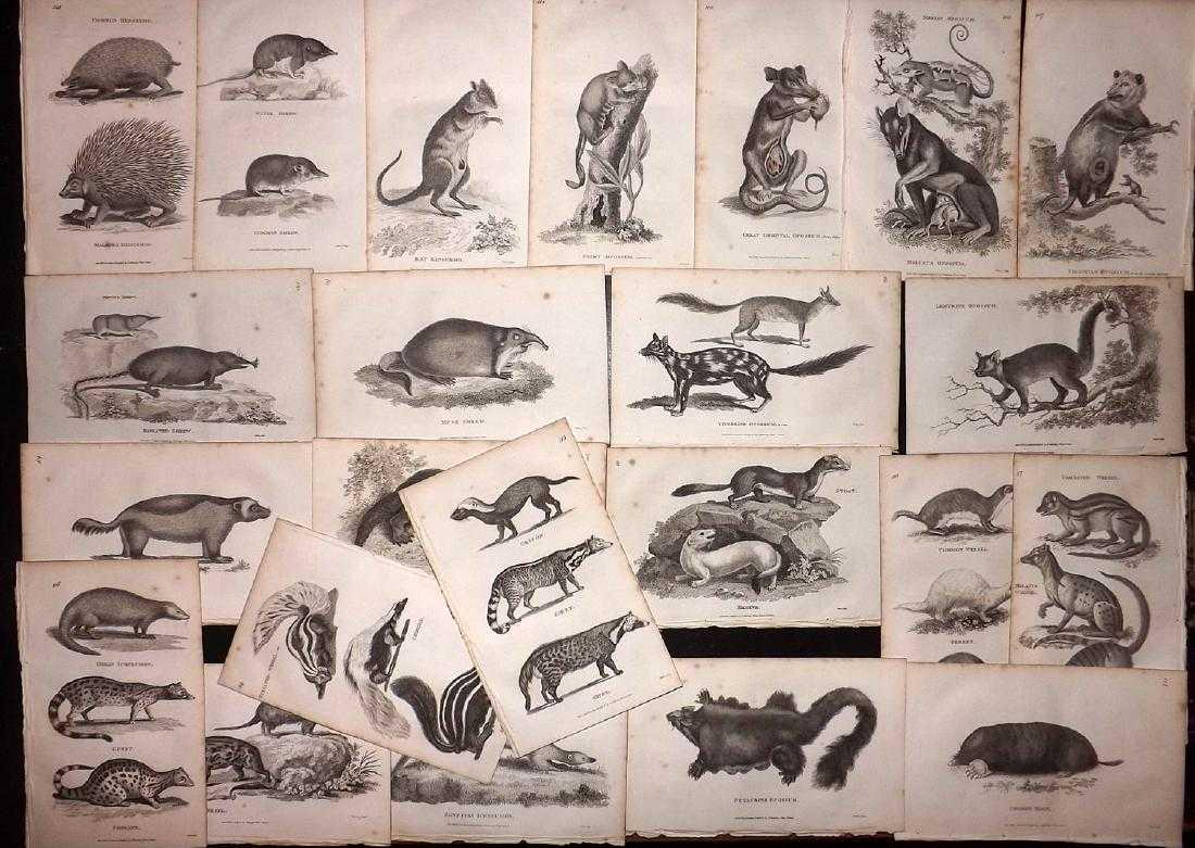 Shaw, George C1800 Lot of 23 Prints. Rodents (1 of 2)