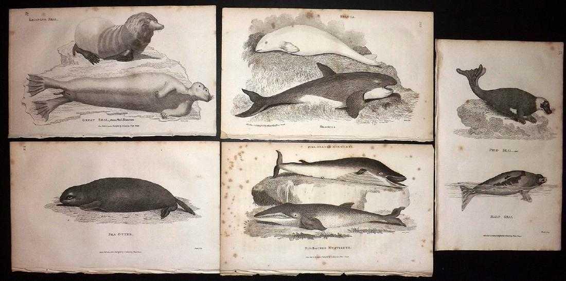 Shaw, George C1800 Lot of 5 Prints. Seals, Beluga Whale: Copper Plate Published 1800-26 by G.Kearsley, London for "General Zoology or Systematic Natural History" by George Shaw. Paper Size: 9.5 x 6.5 inch (24 x 16.5cm) Some toning in parts