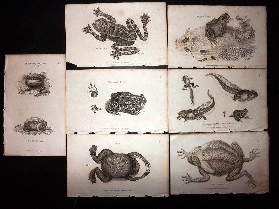 Shaw, George C1800 Lot of 7 Prints. Frogs, Toad: Copper Plate Published 1800-26 by G.Kearsley, London for "General Zoology or Systematic Natural History" by George Shaw. Paper Size: 9.5 x 6.5 inch (24 x 16.5cm) Very minor background toning in parts.