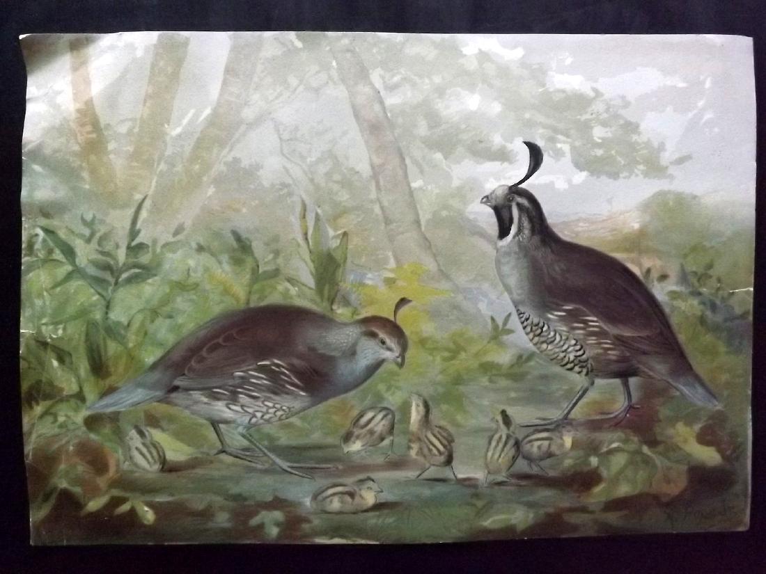 Pope, Alexander 1878 Large Rare Bird Print. Quails (1 of 2)
