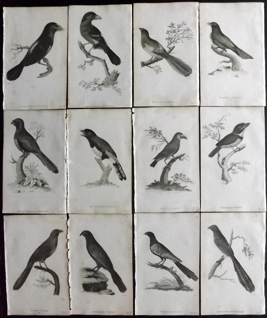 Shaw, George 1816 Lot of 12 Antique Bird Prints: Copper Plates Published 1800-26 by G.Kearsley, London for "General Zoology or Systematic Natural History" by George Shaw. Paper Size: 9.5 x 6.5 inch (24 x 16.5cm) Minor background toning. Good Conditi