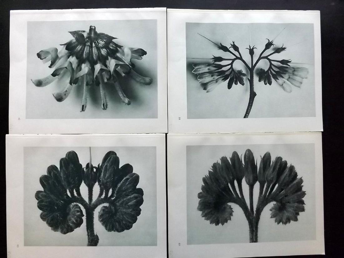 Blossfeldt, Karl 1929 Lot of 4 Botanical Prints (1 of 2)