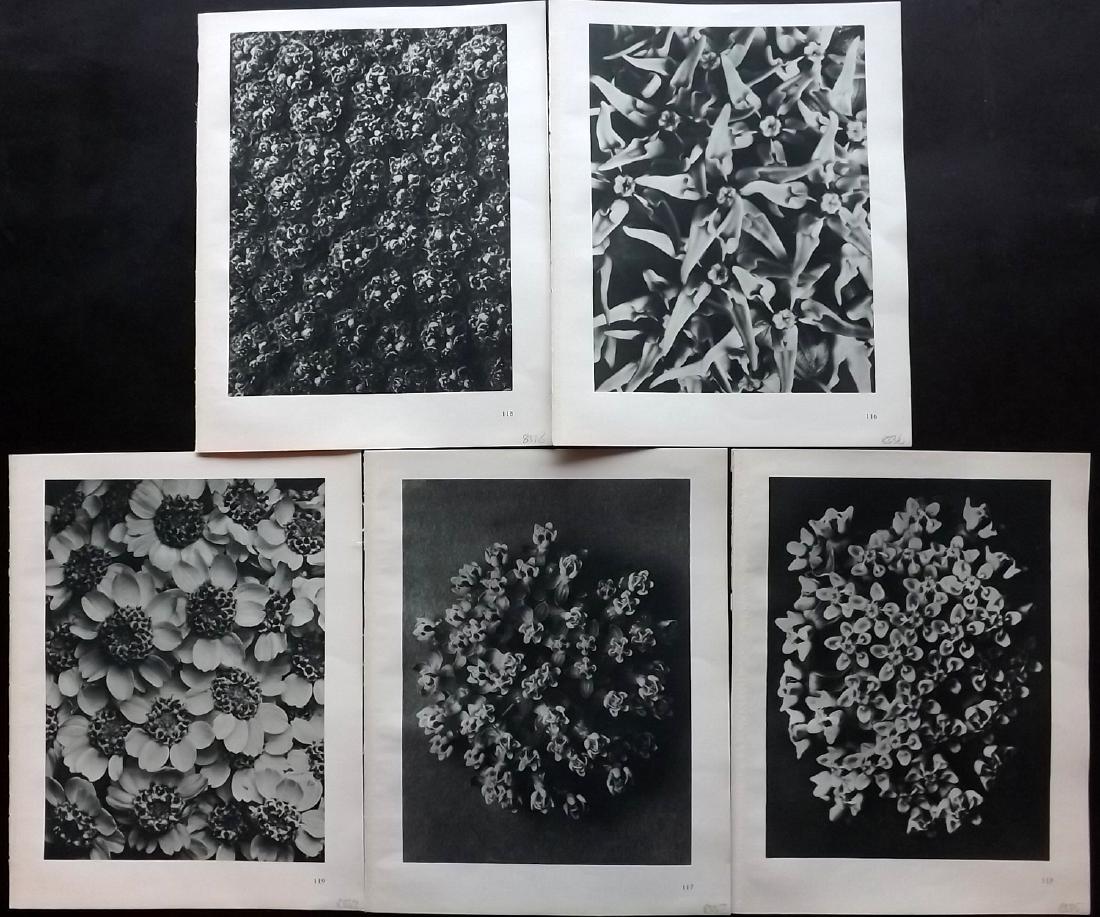 Blossfeldt, Karl 1929 Lot of 5 Botanical Prints (1 of 2)