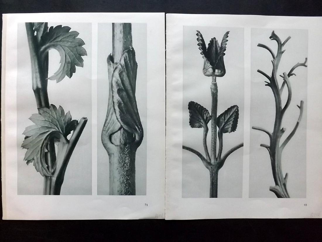 Blossfeldt, Karl 1929 Pair of Botanical Prints (1 of 1)