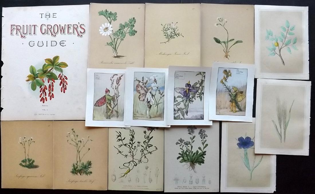 Botanical Prints 1856-C1940 Mixed Lot of 15 (1 of 3)