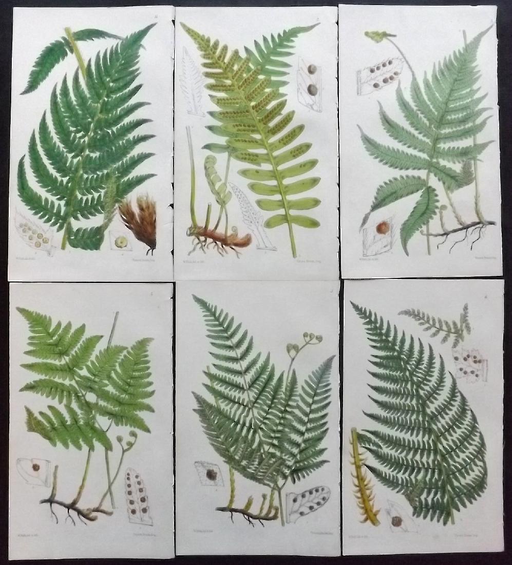 Hooker, William 1861 Set of 6 Fine Hand Col Fern Prints (1 of 2)