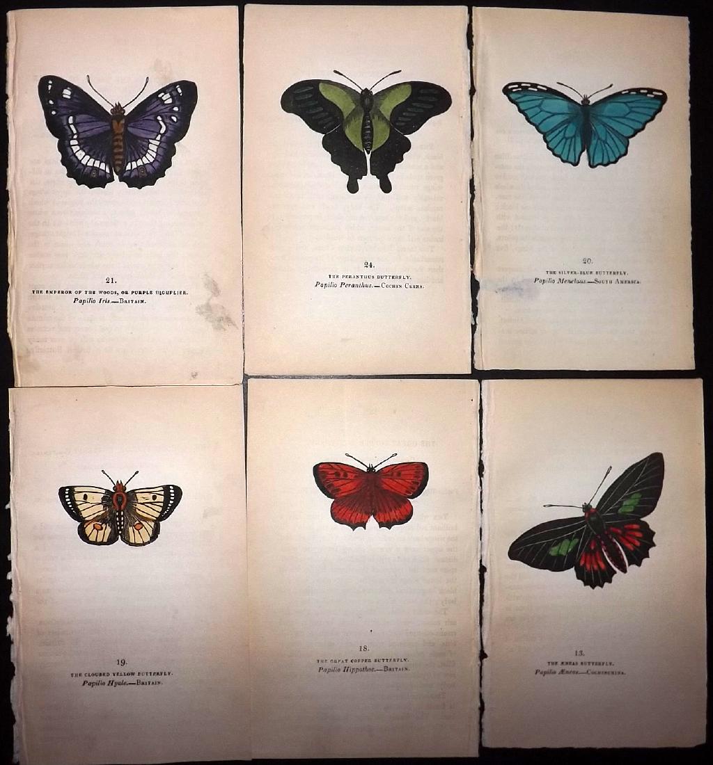 Brown, Captain 1834 Lot of 6 Hand Col Butterfly Prints (1 of 1)