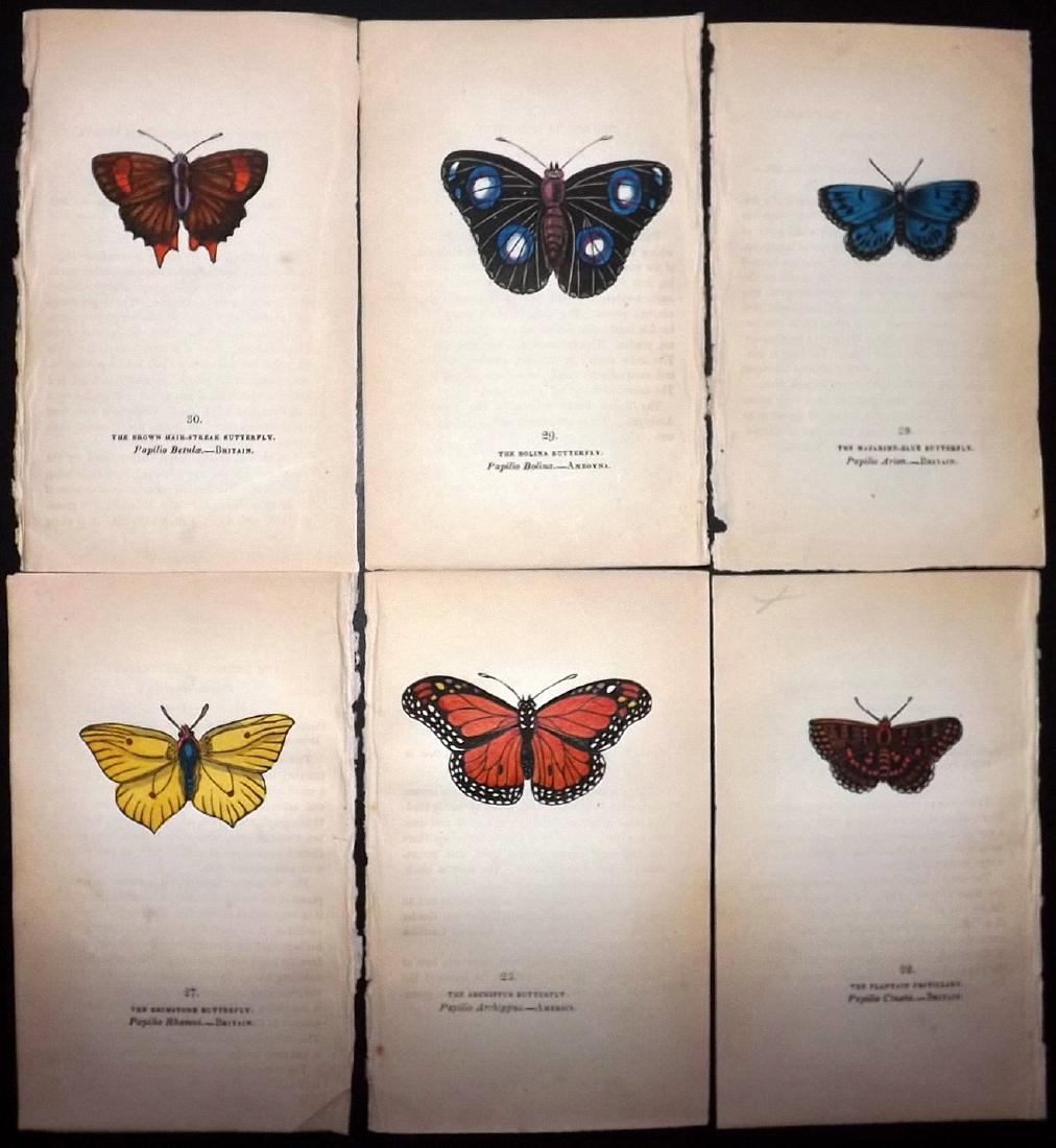 Brown, Captain 1834 Lot of 6 Hand Col Butterfly Prints (1 of 1)