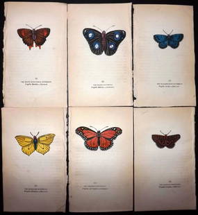 Brown, Captain 1834 Lot of 6 Hand Col Butterfly Prints: Hand Coloured Lithographs Published 1834, London for "The Book of Butterflies, Sphinges, and Moths" by Captain Thomas Brown. Part of Constable's Miscellany Series. Paper Size: 5.5 x 3.5 inch (14 x 9cm