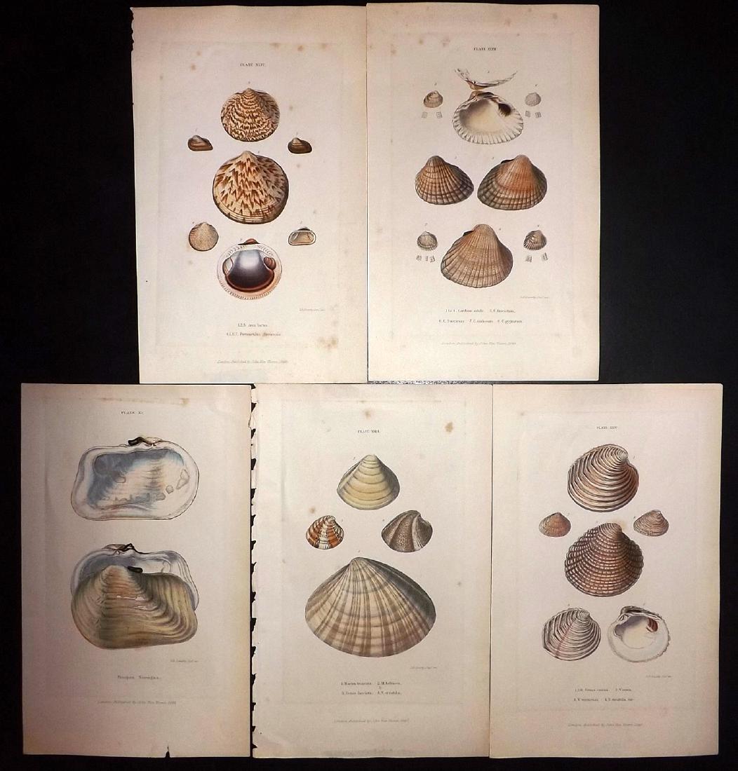 Sowerby, George 1849 Lot of 5 Hand Col Shell Prints: Hand Coloured Lithographs Published 1849, by John Van Voorst, London. Illustrated by George Brettingham Sowerby. Paper Size: 9.5 x 6 inch (24 x 16.5cm) Minor toning and a little mat burn.