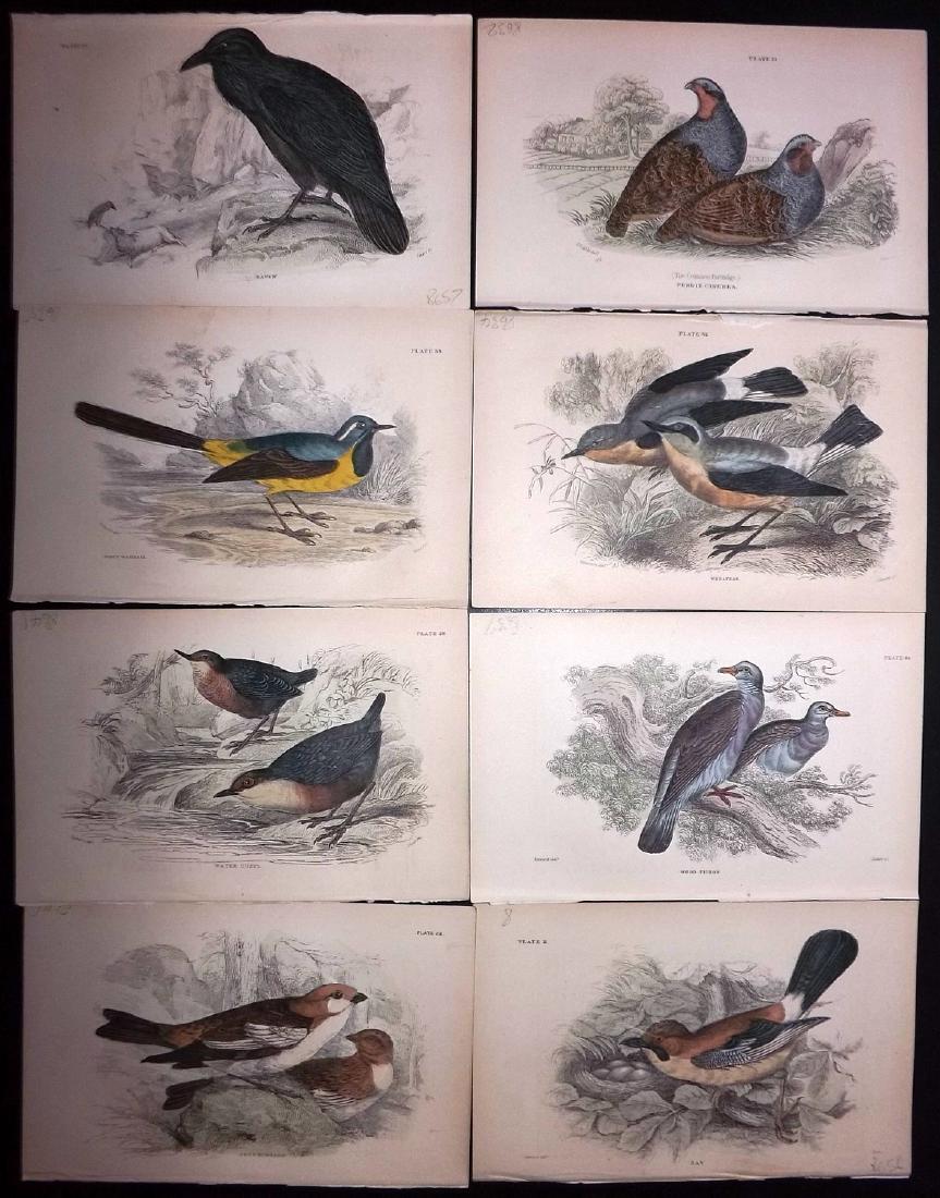 Bechstein, J. M. 1889 Lot of 8 Hand Col Bird Prints: Hand Coloured Lithographs Published 1889, London for "Cage and Chamber-Birds" by J. M. Bechstein. Fine hand colour as issued. Most of the images are taken from Jardine's Naturalist's Library. Paper Si