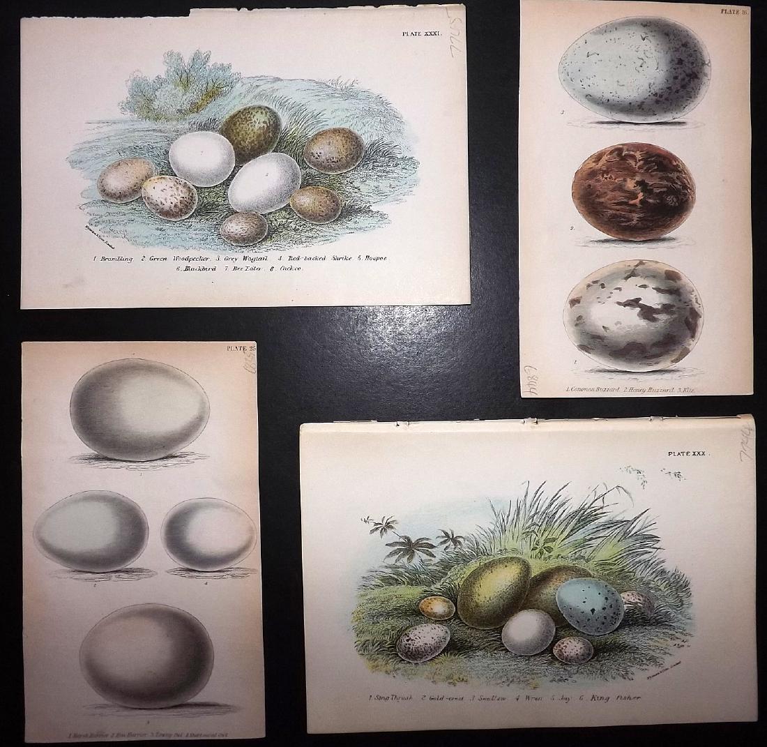 Bird Egg Prints C1835-1890s Lot of 4 by Jardine & Lloyd (1 of 1)