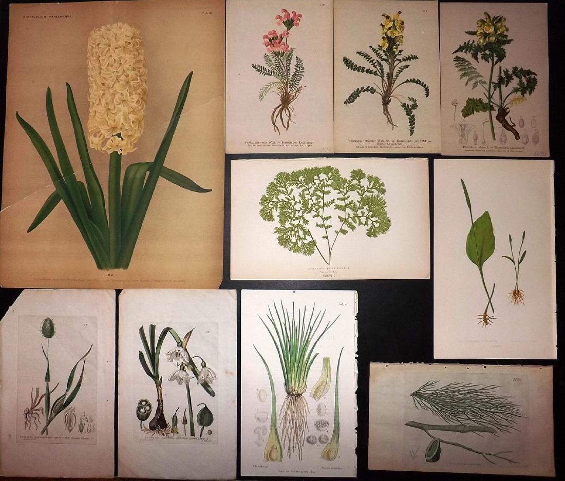 Botanical Prints 19th Cent. Mixed Lot of 10: Mixed Lot of 10 Lithographs, Woodblocks and Etchings. Examples by Hartinger, Florilegium Harlemense, Lowe, Baxter, Sowerby and Fitch. Paper Size: Up to 14 x 10.5 inch (36 x 27cm) Good condition overal