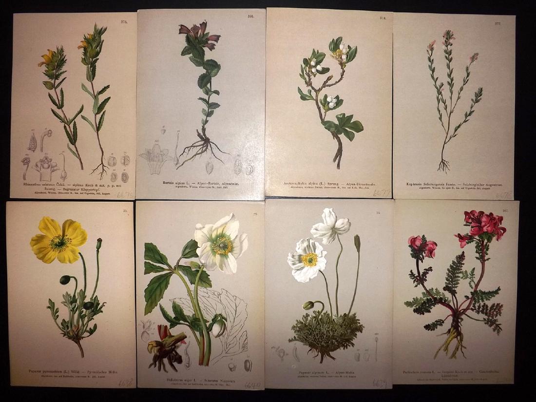 Hartinger, Anton 1884 Lot of 8 Botanical Prints: Chromolithographs Published 1881-84, Vienna for "Atlas der Alpenflora" by Anton Hartinger. Paper Size: 7.5 x 5 inch (19 x 13cm) Good Condition