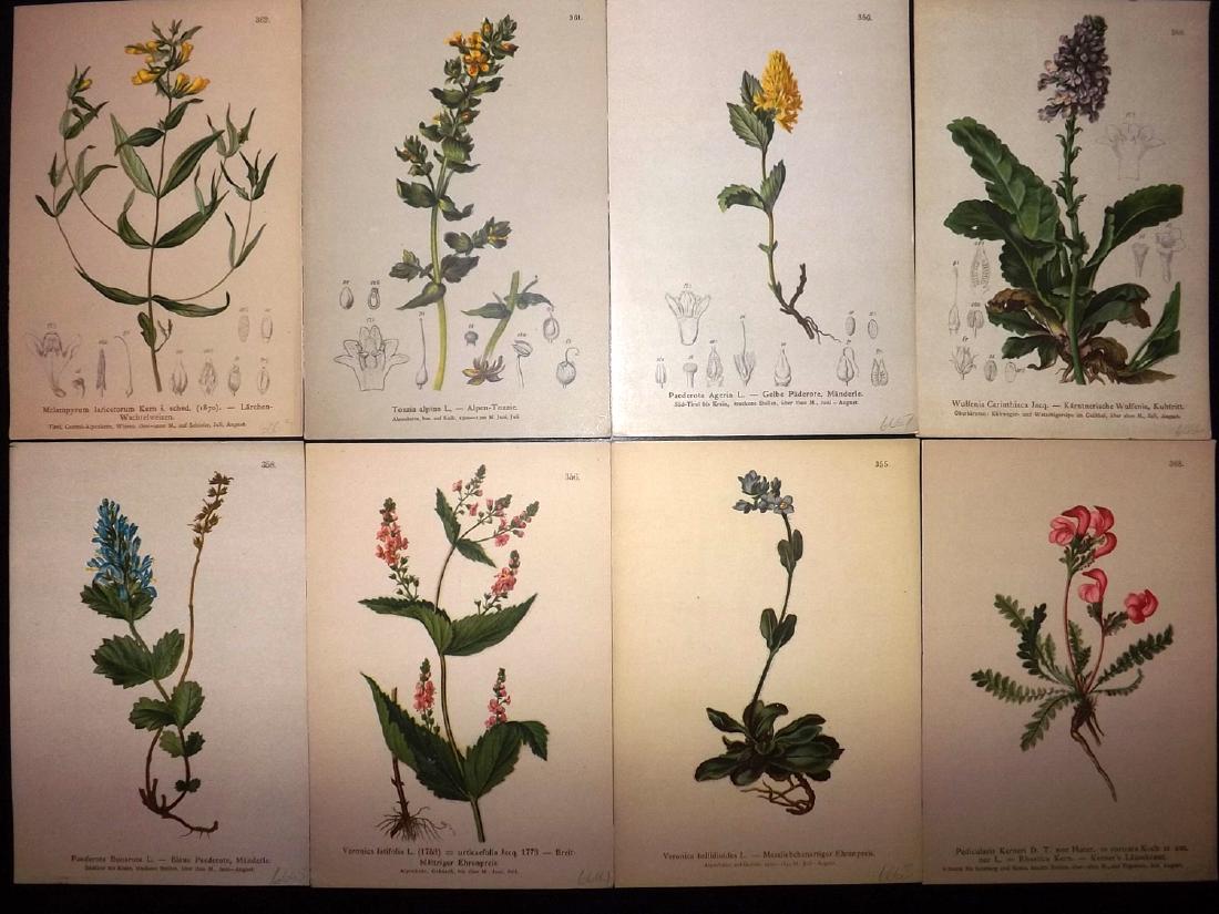 Hartinger, Anton 1884 Lot of 8 Botanical Prints: Chromolithographs Published 1881-84, Vienna for "Atlas der Alpenflora" by Anton Hartinger. Paper Size: 7.5 x 5 inch (19 x 13cm) Good Condition