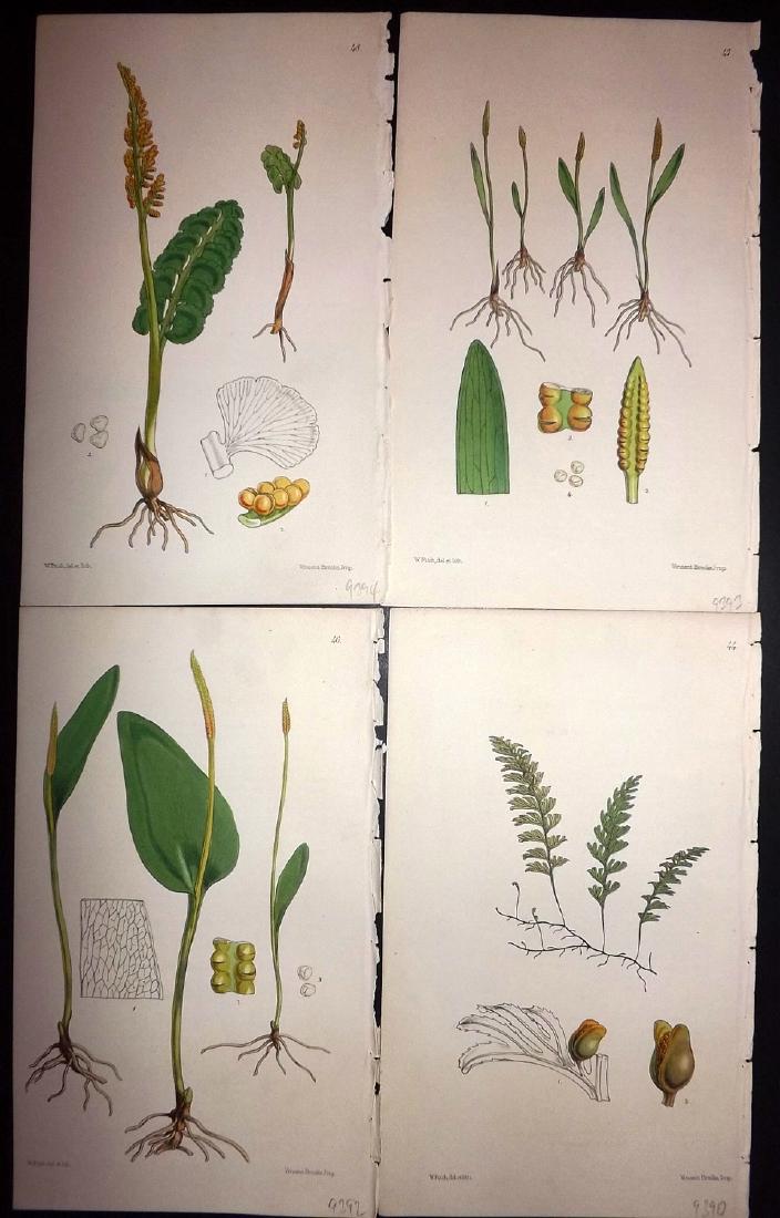 Hooker, William 1861 Group of 4 Hand Col Fern Prints (1 of 2)