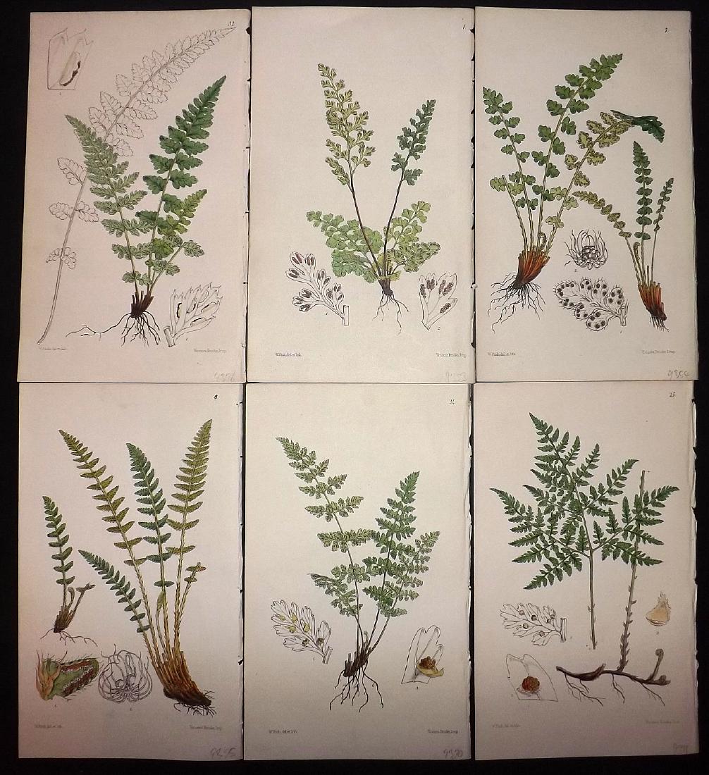 Hooker, William 1861 Set of 6 Fine Hand Col Fern Prints (1 of 2)