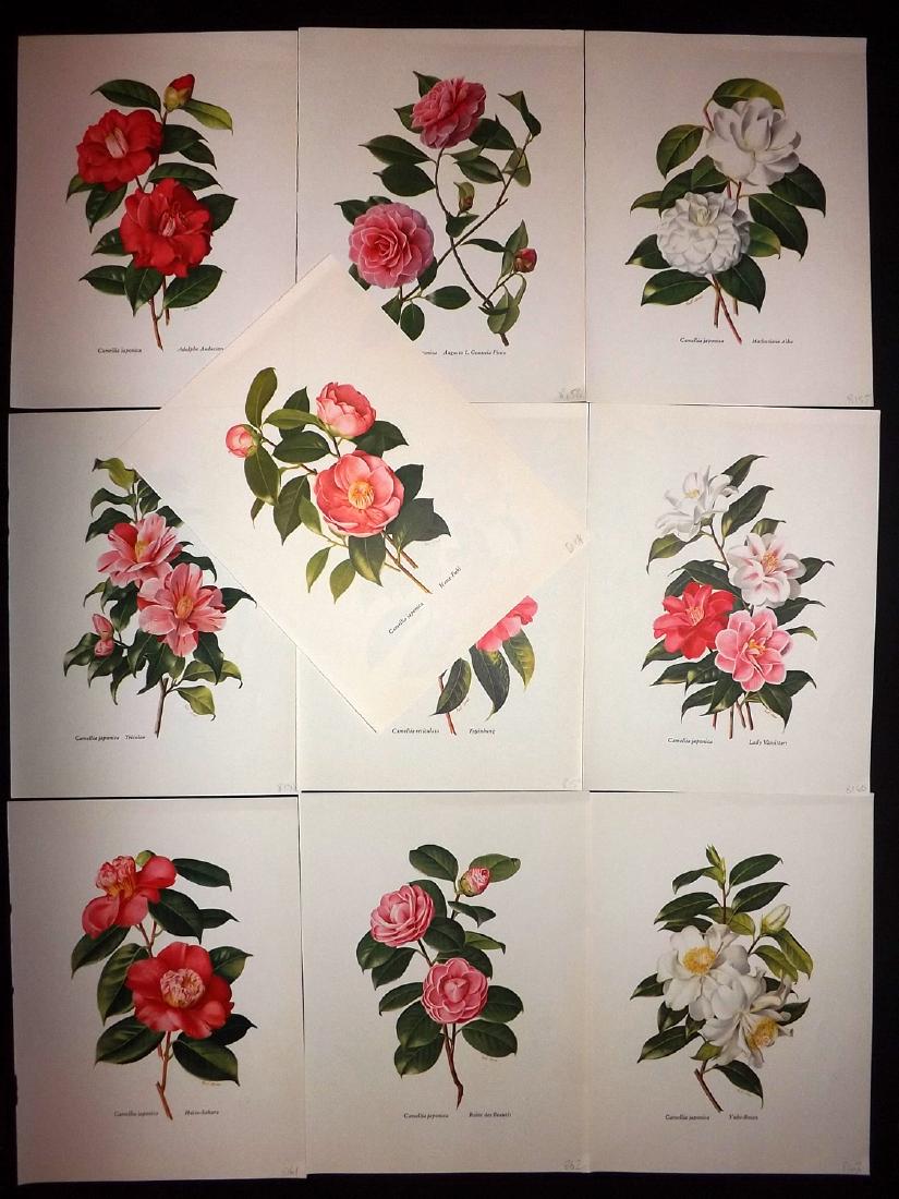 Jones, Paul 1964 Lot of 10 Botanical Prints of: Vintage Lithographs Published 1964, Sussex for "Camellias" Edited by Beryl Leslie Urquhart. Illustrated by Paul Jones. Paper Size: 9.5 x 7 inch (24 x 18cm) Good Condition