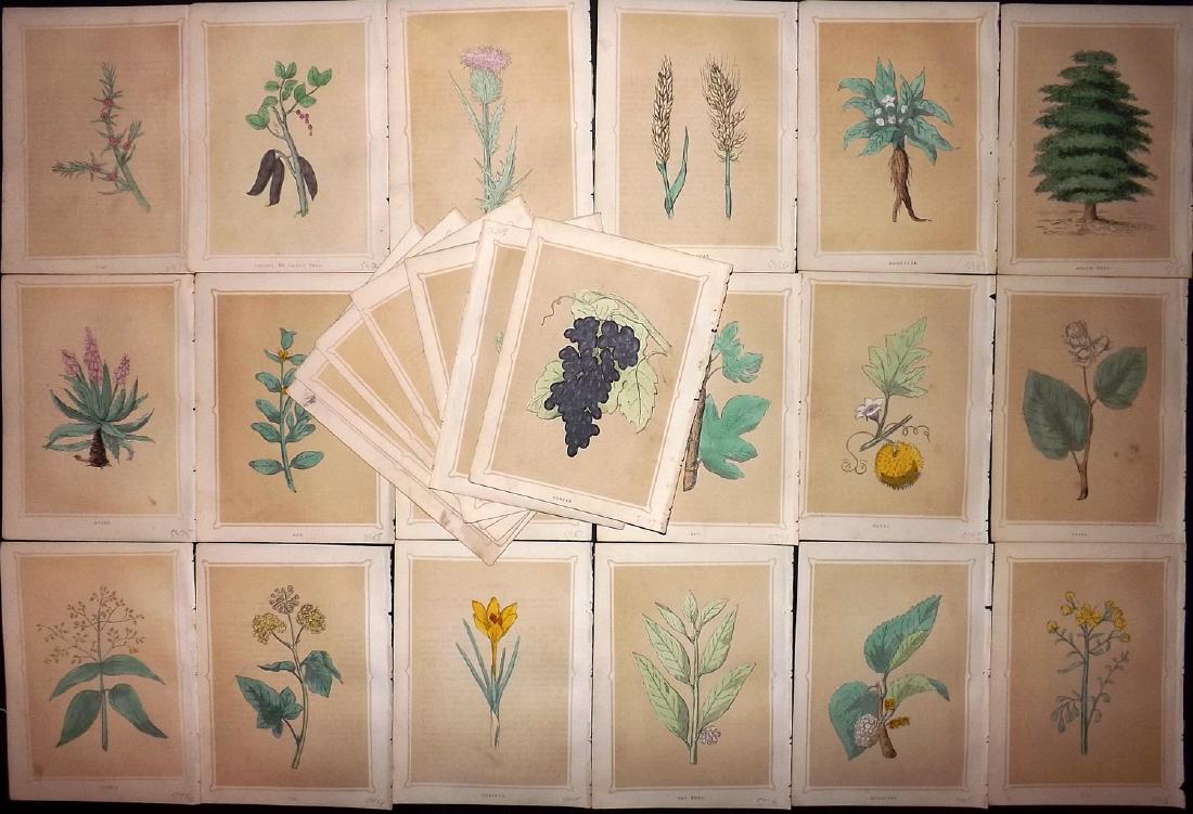 Morris, Francis 1856 Lot of 26 HCol Botanical Prints (1 of 2)