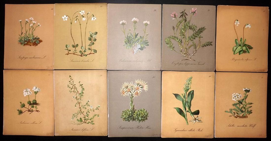 Seboth & Graf 1879 Lot of 10 Botanical Prints: Chromolithographs Published 1879, Prague for "Die Alpenpflanzen nach der Natur gemalt" by Joseph Seboth & Ferdinand Graf. Paper Size: 6.5 x 5.5 inch (16.5 x 14cm) Good Condition